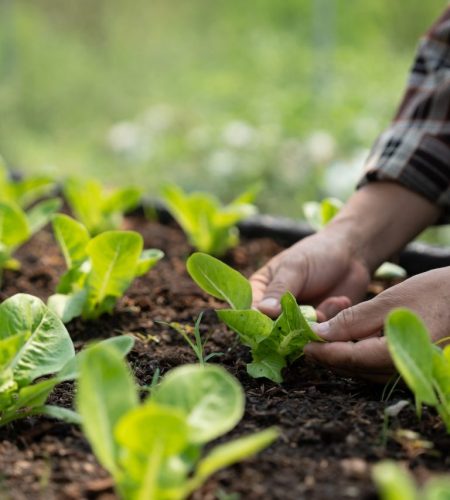 close-up-view-hands-of-farmer-picking-lettuce-in-hydroponic-greenhouse-